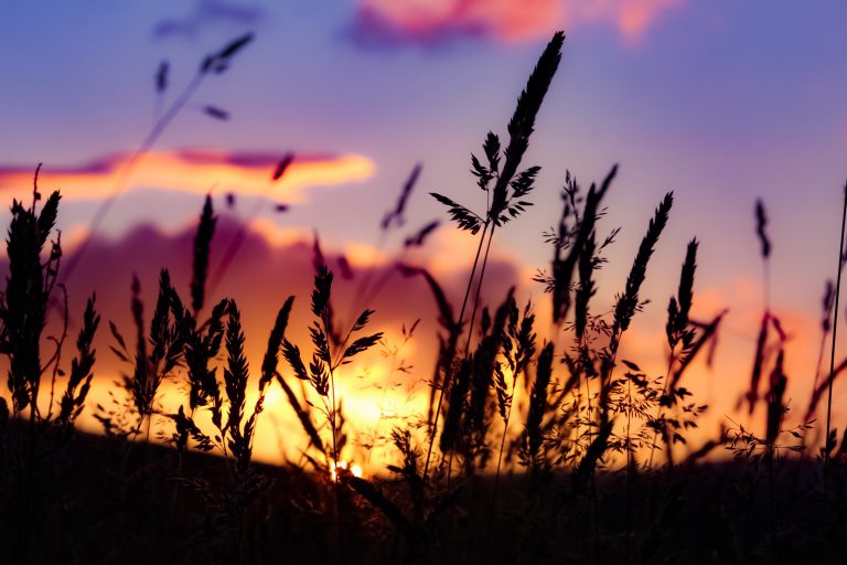Photo of grass with sunset behind