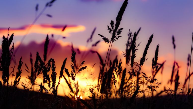 Photo of grass with sunset behind