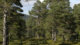 View of Caledonian Forest