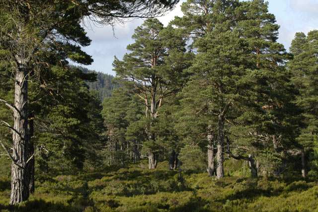 View of Caledonian Forest