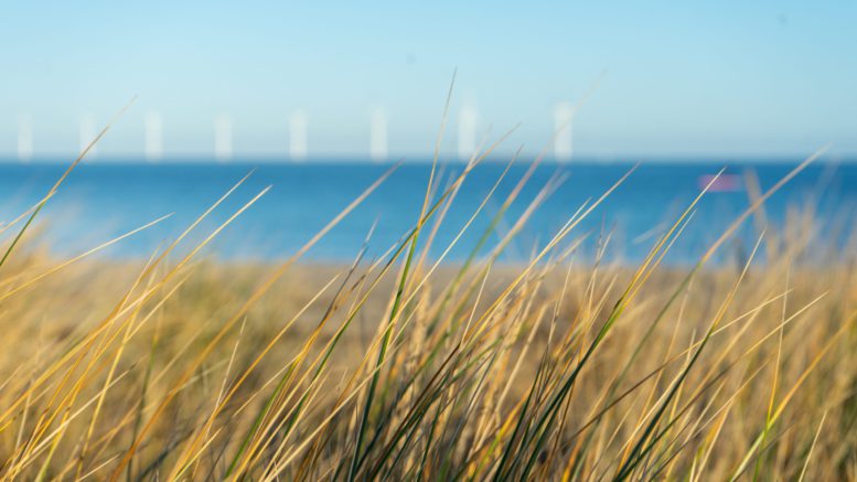 Image of green grass near body of water in daytime