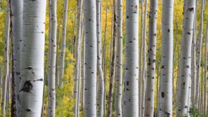 Photo of silver birch trees