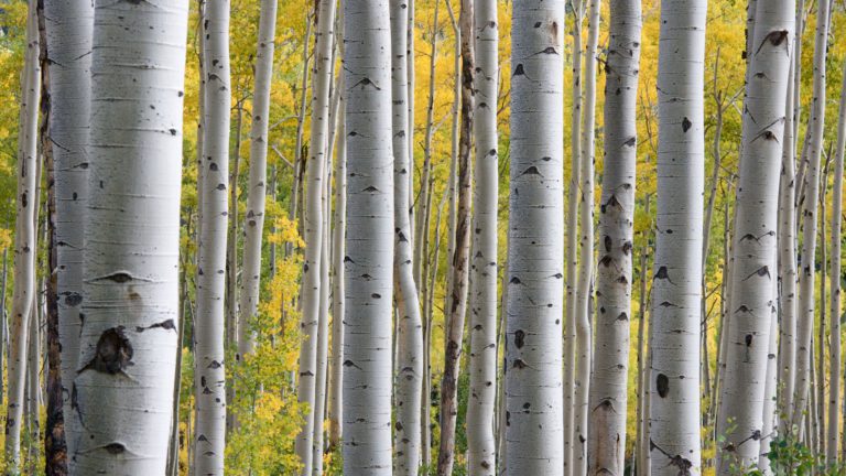 Photo of silver birch trees