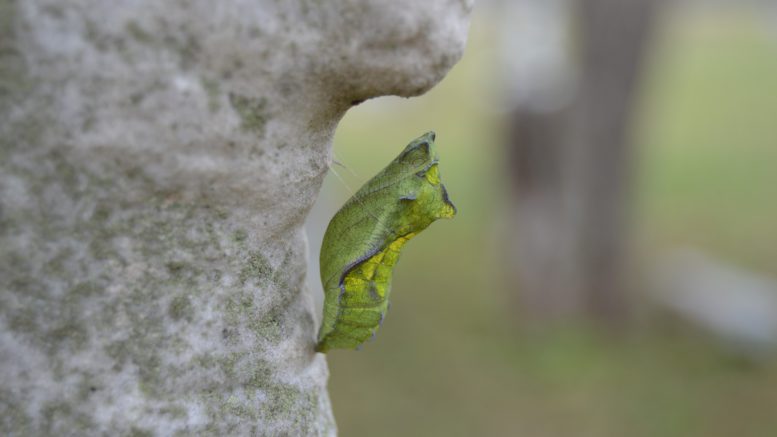 Green chrysalis hanging from grey rock