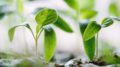 Photo of saplings