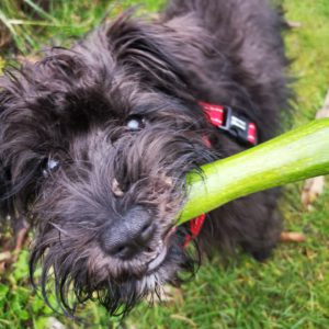 Small black dog chewing green vegetable