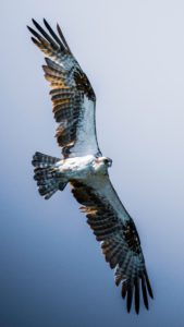 An osprey in flight