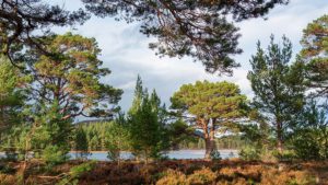 Various trees surrounding lake