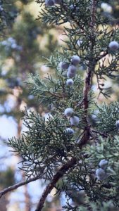 Juniper berries on bush